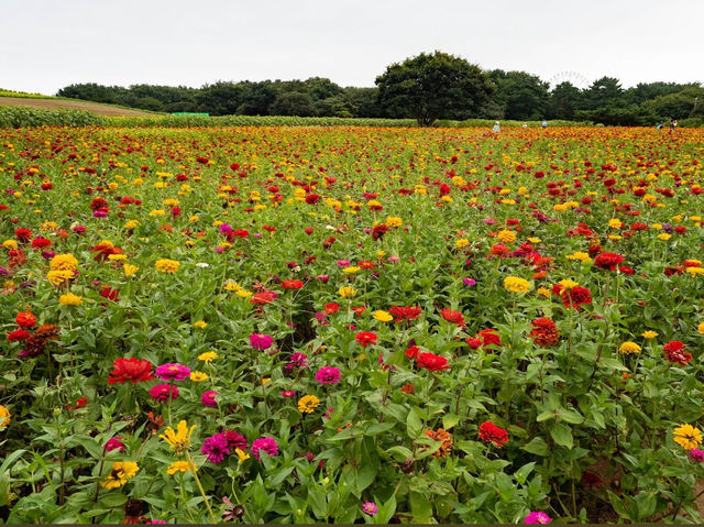 Hitachi seaside Park