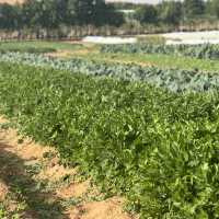 A Whole Family Day in Emirates Bio Farm