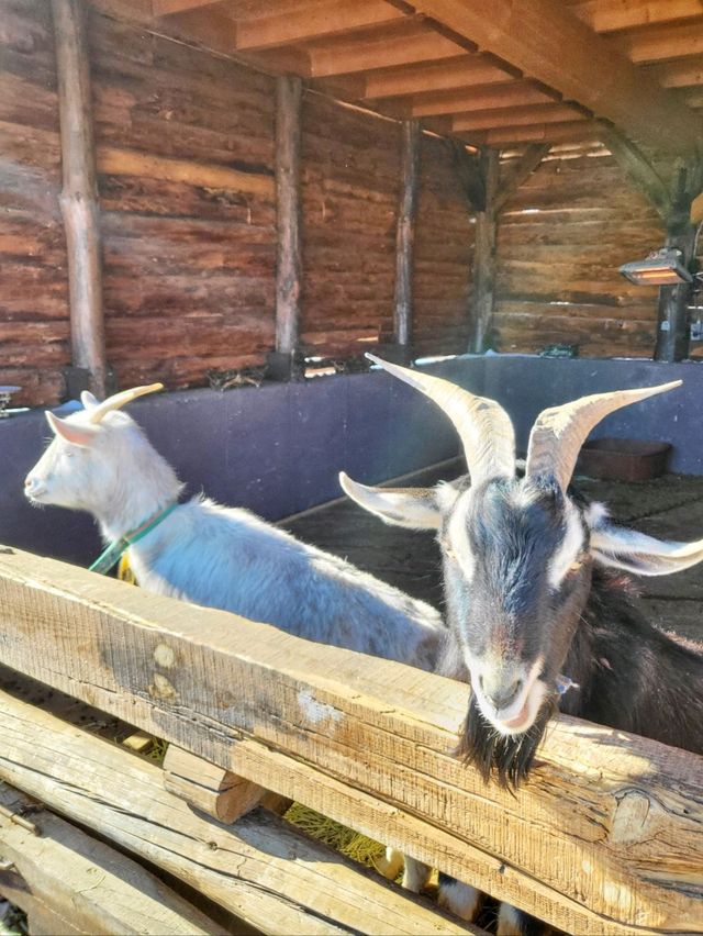 밤에도 낮에도 감성가득 동물농장이 있는곳🐴🐐