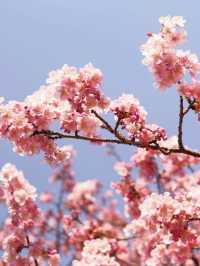 静岡　河津町の河津桜　『MAP付き　』