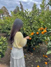 🍊이색체험 카페 어린왕자 감귤밭 귀여운 동물이 한가득해요 🍊
