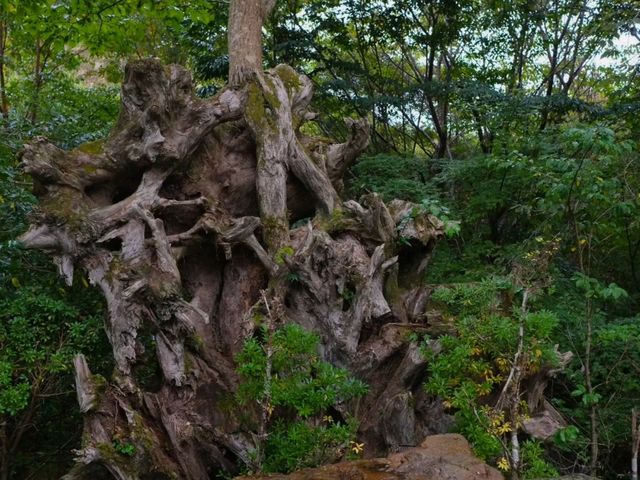 【吉野鷲家口】（奈良県東吉野村　旧国名：大和）