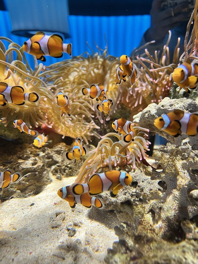 美術館…？いえ歴とした水族館です