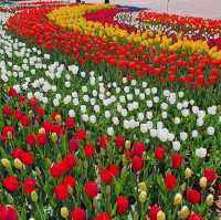 Tulip season in Korea