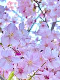 【東京スカイツリー/東京都】スカイツリー×河津桜
