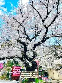 【居木神社/東京都】花散る桜吹雪が美しい神社