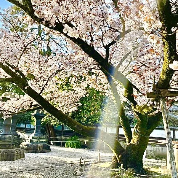【上野東照宮/東京都】五重塔と桜が美しい神社