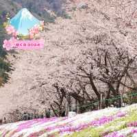 山梨の桜🌸河口湖北岸の桜/富士・河口湖さくら祭り 🌸