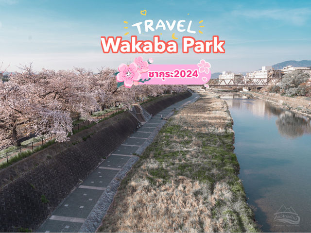 🌸 จุดชมซากุระเมืองเกียวโต Wakaba Park