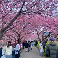 Kawazu Sakura festival in Japan