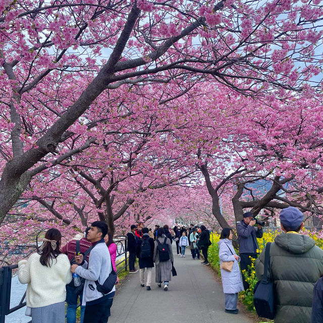 Kawazu Sakura festival in Japan