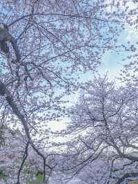 東京の多分真ん中🌸広い千鳥ヶ淵の桜のオススメスポット