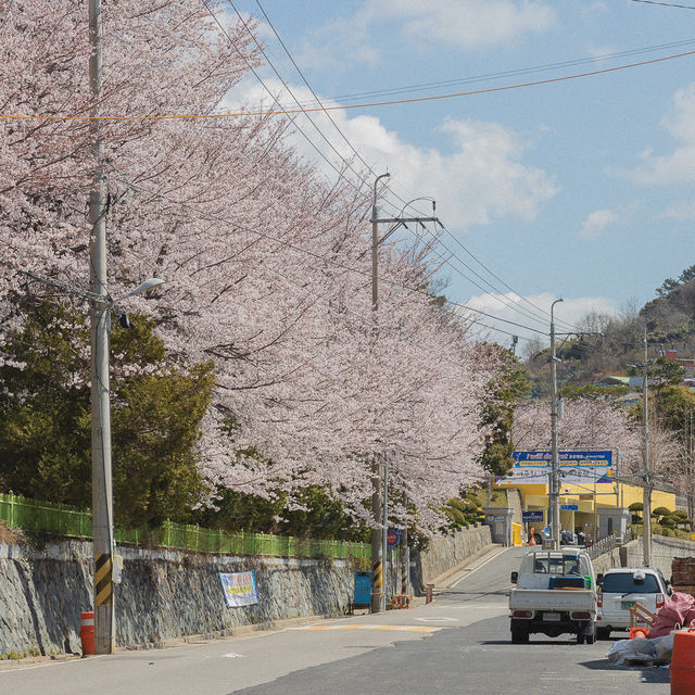 여수 벚꽃 볼만한곳