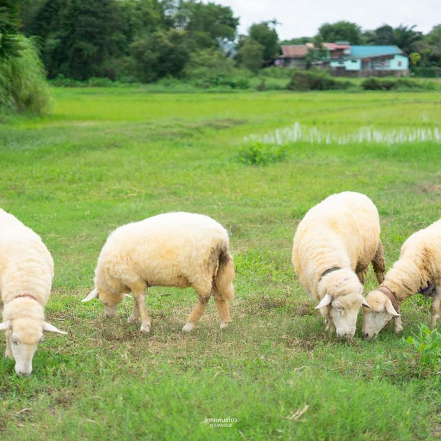 สายมินิมอลต้องหลงรัก โฮมสเตย์กลางทุ่งนา จ.น่าน