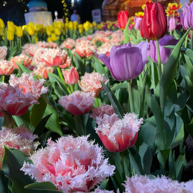 Flower Dome: Tulipmania 2021