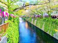 Meguro River Cherry Blossoms Promenade