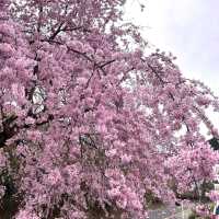 【別府】鶴見岳にある別府ロープウェイからの桜