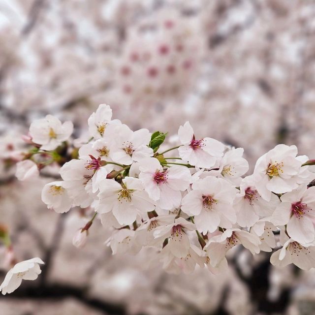 온세상이 딸기우유색으로 물든 무심천🌸