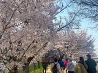 서울 벚꽃명소 지금이 절정! 안양천 벚꽃길🌸