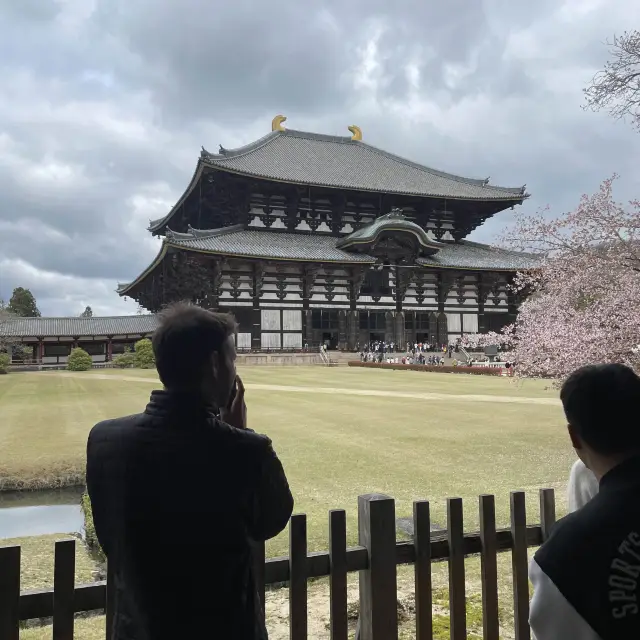 東大寺と桜