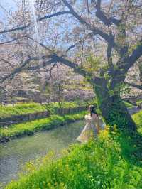 🌸桜を見ながら和船に乗れる📍川越氷川神社　裏手にある新河岸川で花筏（はないかだ）体験