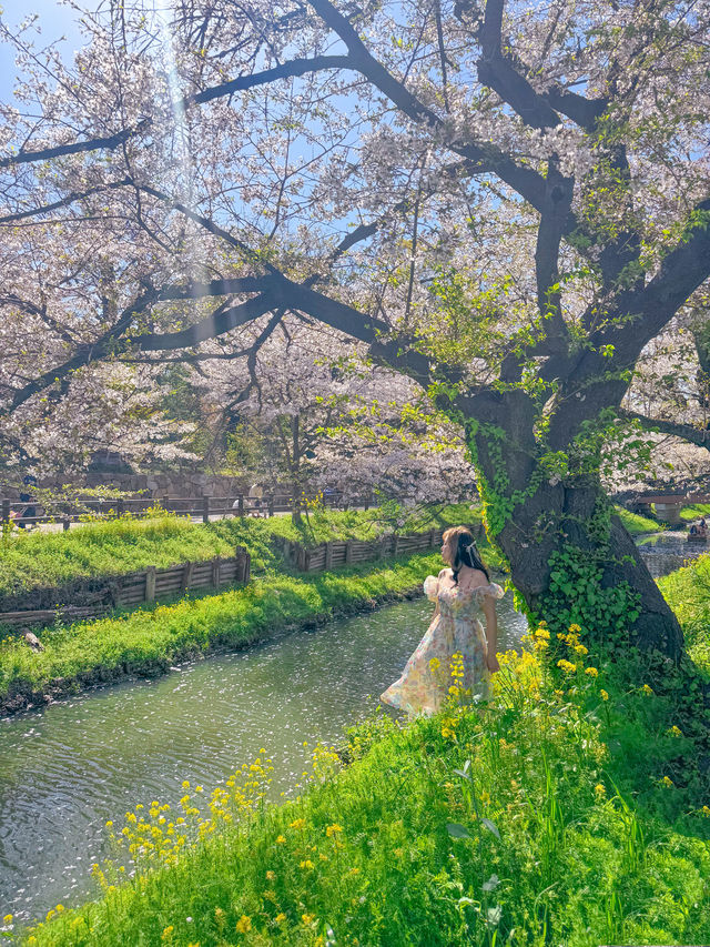 🌸桜を見ながら和船に乗れる📍川越氷川神社　裏手にある新河岸川で花筏（はないかだ）体験