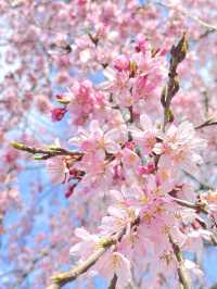 【櫻木神社/千葉県】桜最盛期の桜の代表的神社