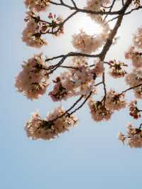 국내 최대 벚꽃 축제 진해군항제, 경화역🌸