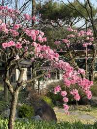 예쁜 잔디밭 정원에 활짝 핀 🌷 봄의 향연을 느껴보실 수 있는 양평 대형 제빵카페 추천