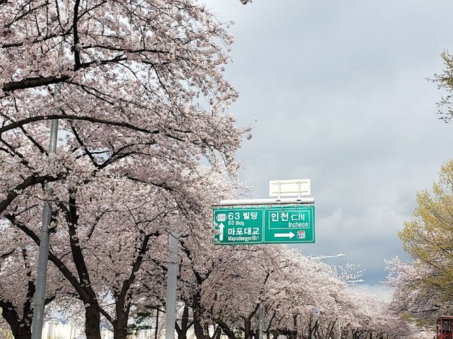 Yeouido Cherry Blossom Festival