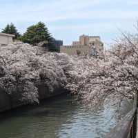 桜満開の目黒川