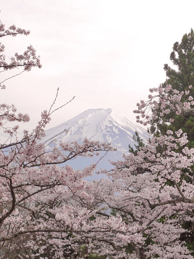 YOU NEED TO VISIT MT. FUJI IN SAKURA SEASON!