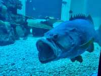 Waghor Aquarium