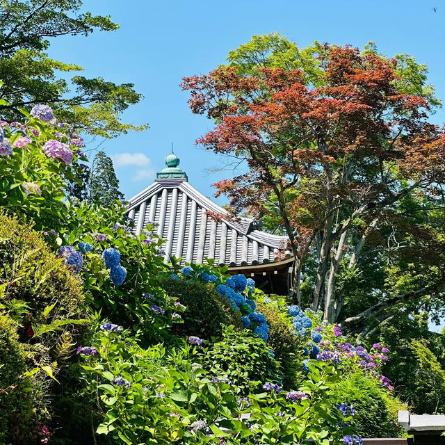 芥川櫻堤公園：城市綠洲，感受大自然之美