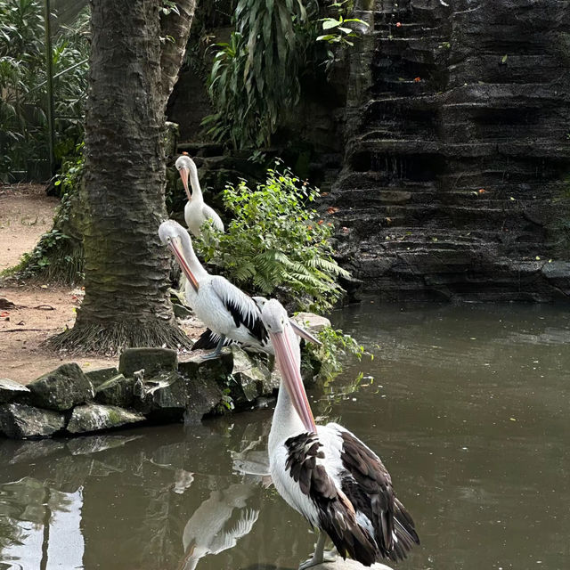 吉隆坡飛禽公園：熱帶鳥語花香，適合感受大自然生命力的理想場所