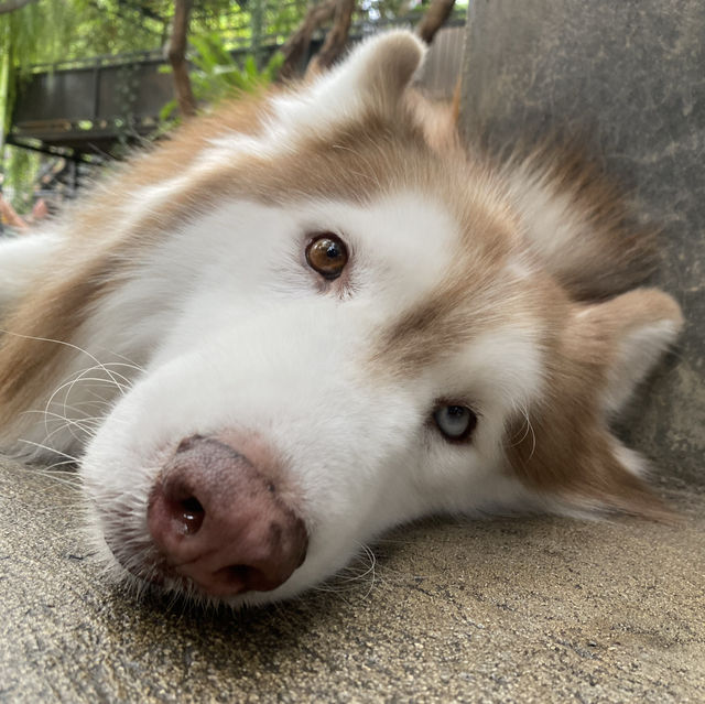 【ハスキーカフェ🐕】
