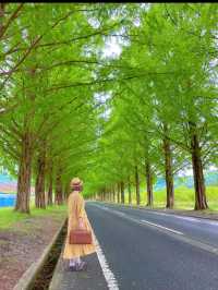 新緑でリフレッシュ🌲圧巻のメタセコイア並木🌲