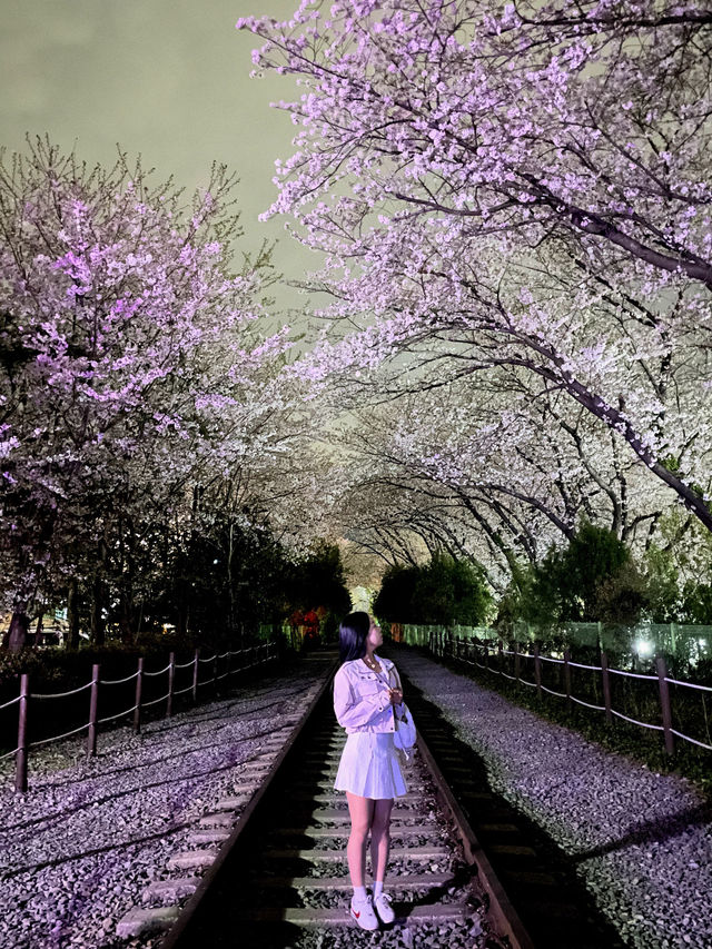 야간도 너무 예쁜 진해 군항제💗
