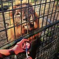 Wildlife Wonders: Bali Zoo Delights with Up-Close Encounters!