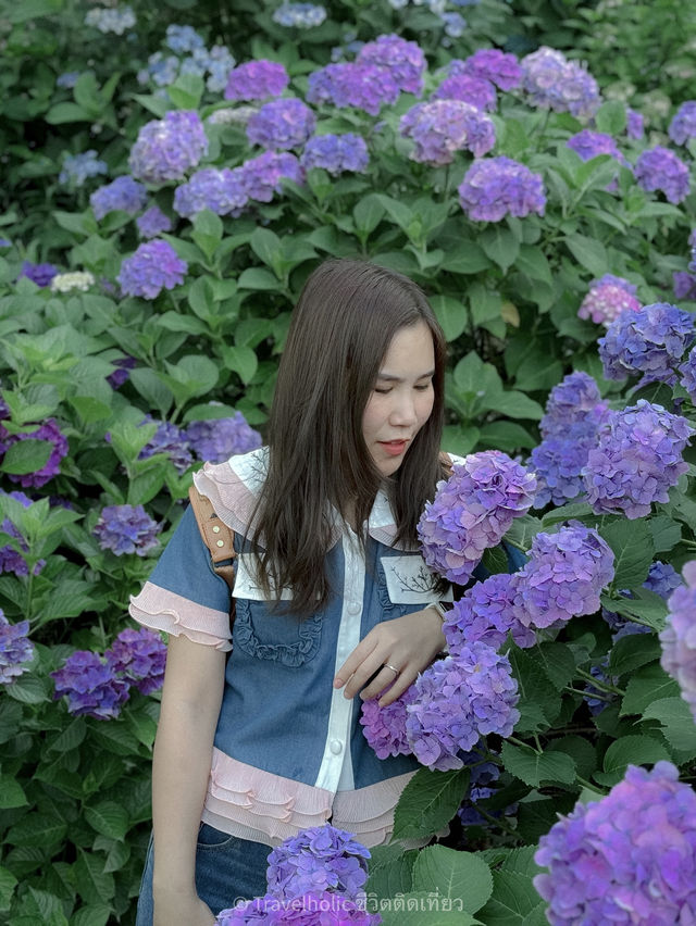 จุดชมดอกไฮเดรนเยียฟุกุโอกะหน้าร้อน