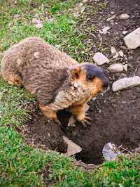 Encountering Prairie Dogs in Dandu Town, Sichuan: A Charming Wildlife Experience
