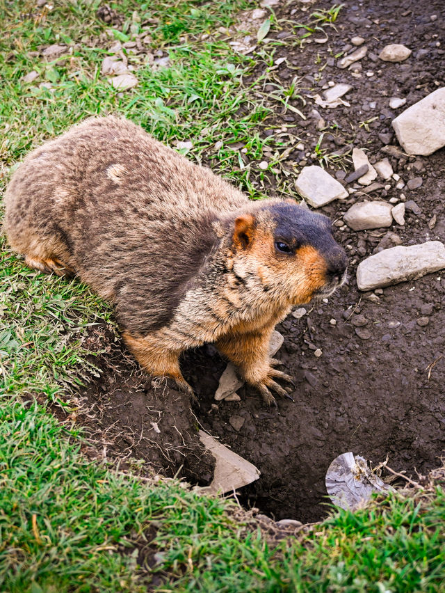 Encountering Prairie Dogs in Dandu Town, Sichuan: A Charming Wildlife Experience