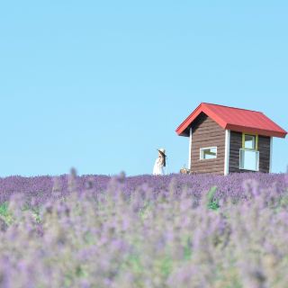 【北海道】超可愛的小屋與薰衣草景點💜