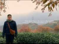 Oolong Sapa Tea Hill: A Cherry Blossom Paradise