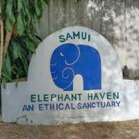 Samui Elephant haven คนรักช้าง