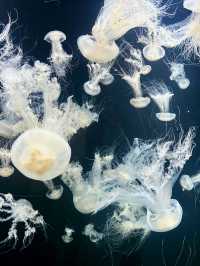 【日本東北】加茂水族館：世一水母水族館，深藍色水槽前夢幻打卡