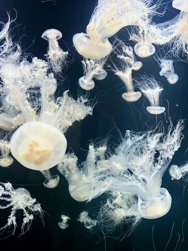 【日本東北】加茂水族館：世一水母水族館，深藍色水槽前夢幻打卡