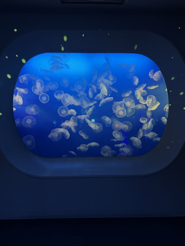 〜茨城県〜PJマッピングと神秘的なクラゲが見られる水族館！