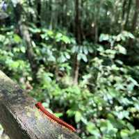 Into the Heart of Borneo: Conquering the RM100 Challenge
