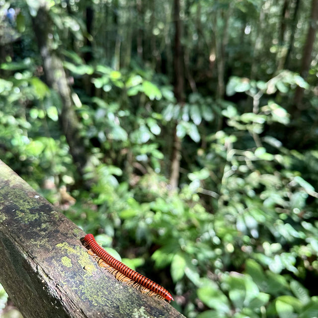 Into the Heart of Borneo: Conquering the RM100 Challenge